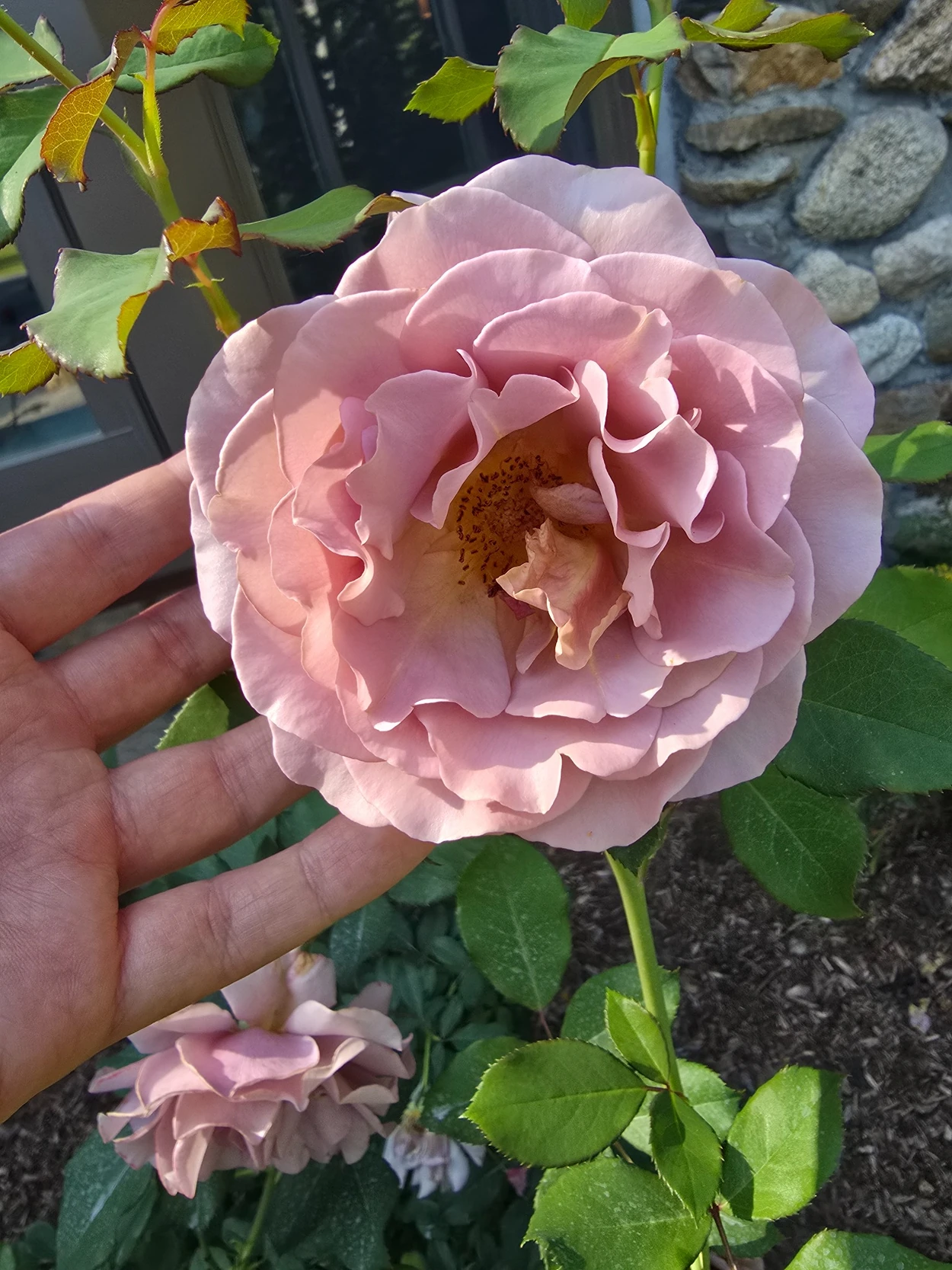 Soft blush pink rose bloom grown in our garden