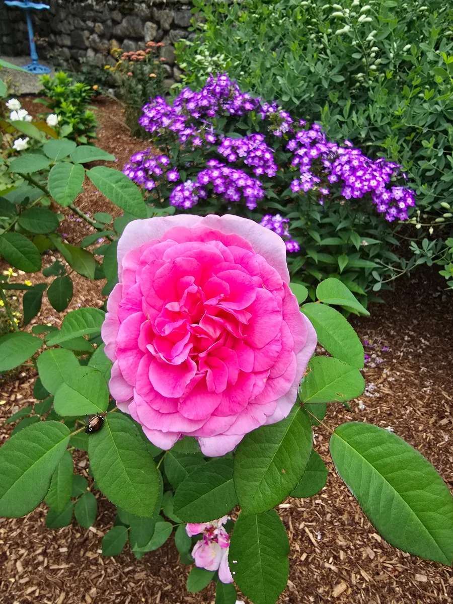 Pink rose with flowering purple perennials in our garden