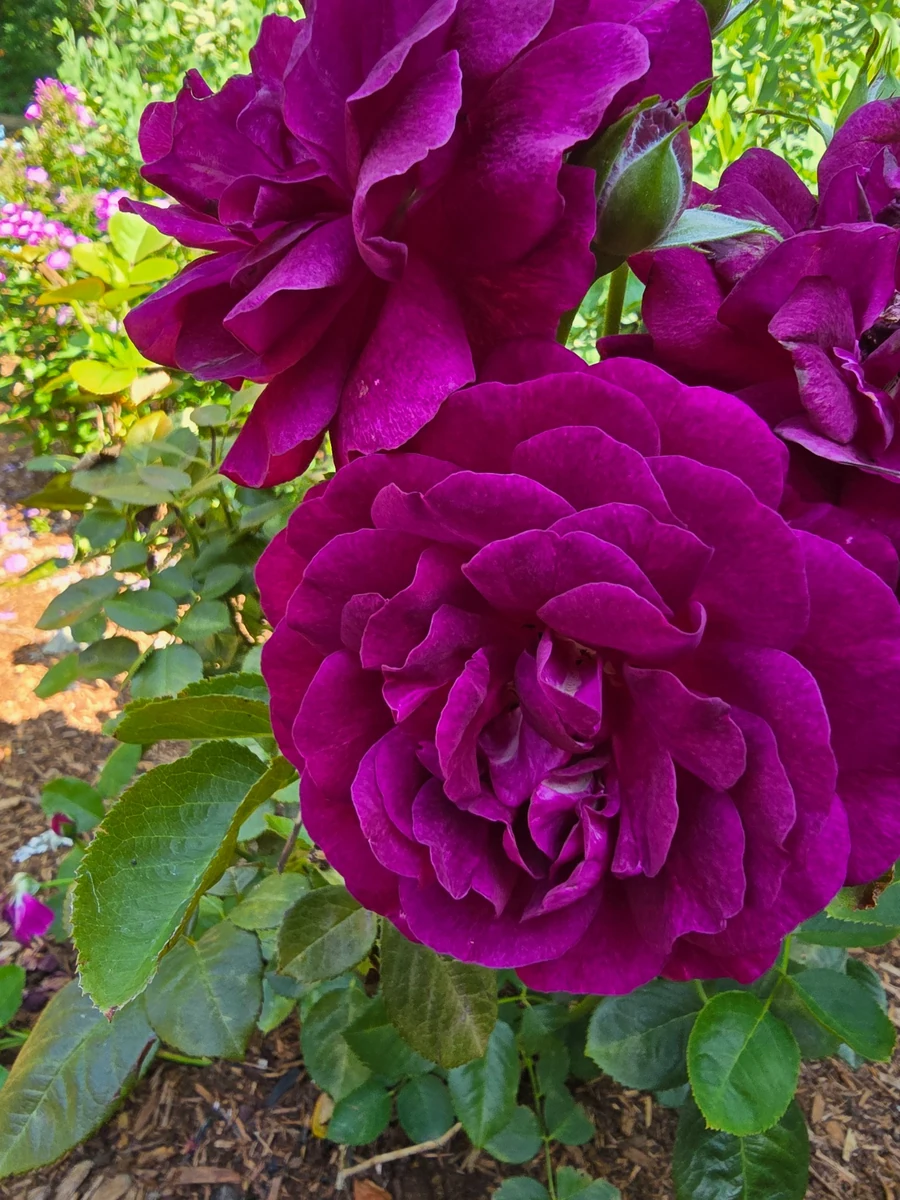 Velvety purple roses in bloom from our garden