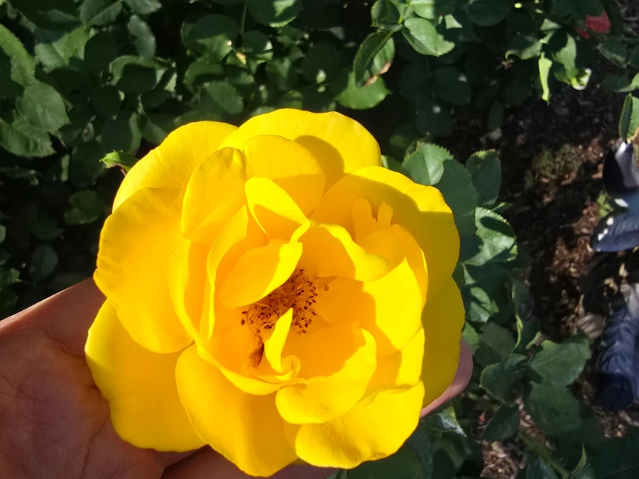 Bright yellow rose bloom grown in our personal garden