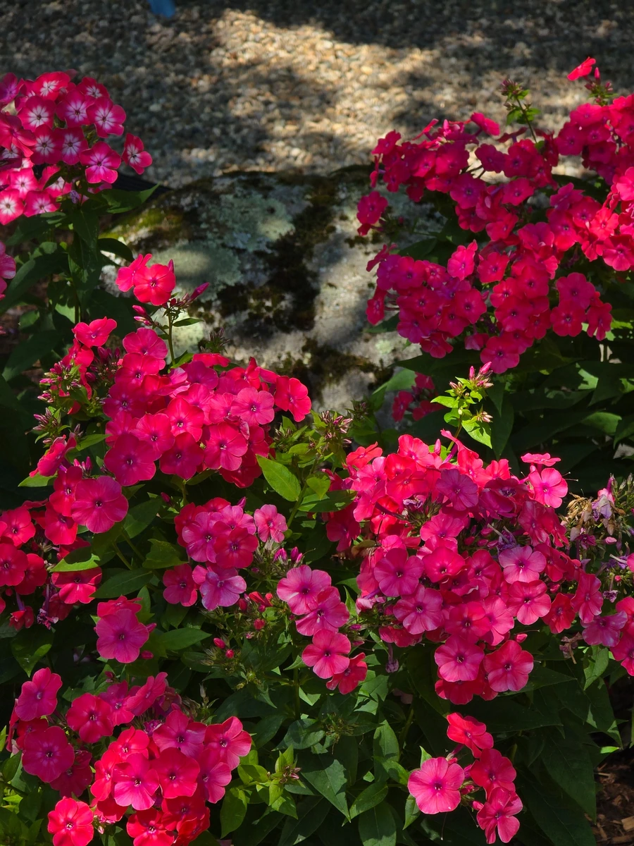 Pink phlox flowers growing beside a stone wall in our New Hampshire garden