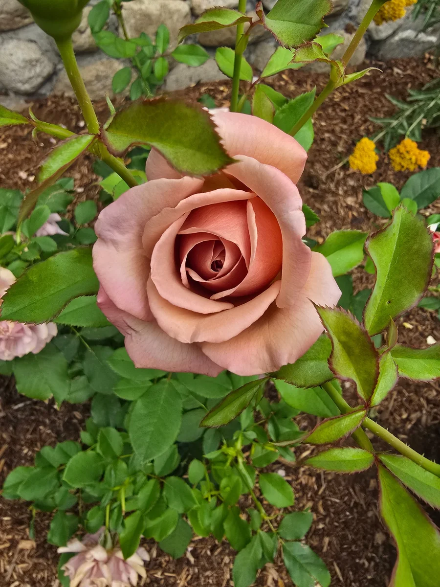 Clusters of velvety violet roses from our garden