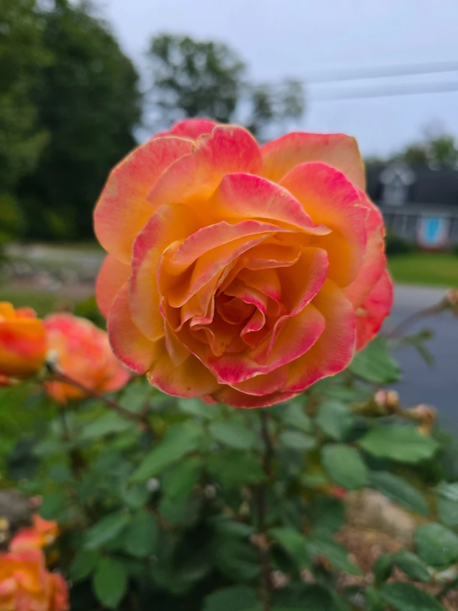 Coral, apricot and pink rose from our personal garden