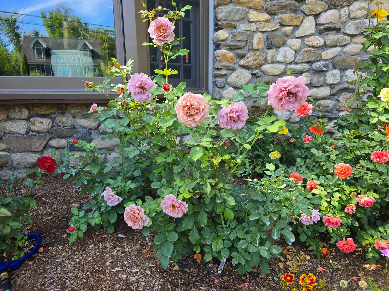 Our own rose and perennial garden against natural stonework