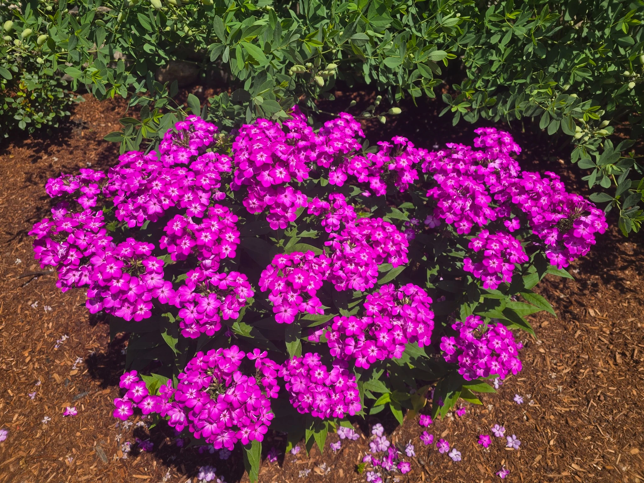 A vivid pink phlox planting in our New Hampshire garden