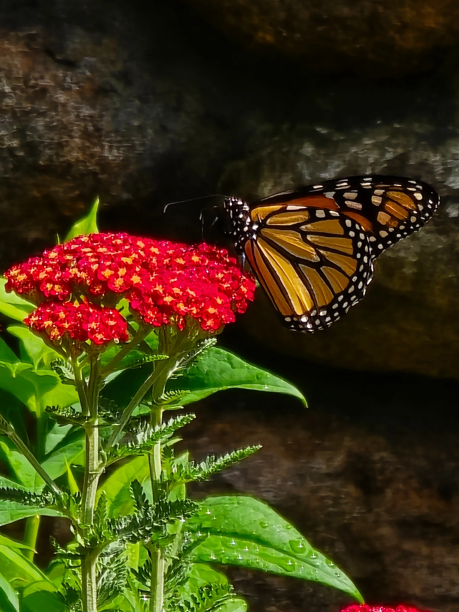 Monarch butterfly visiting red flowers in our New Hampshire garden
